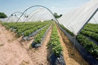 Plastiche innovative per serre e pacciamatura